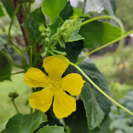 Bed & Breakfast Yamabushi *